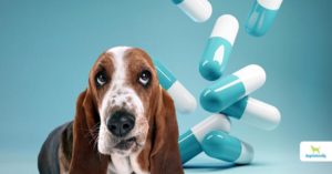 antibiotics for dogs