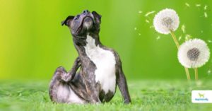 environmental allergies in dogs