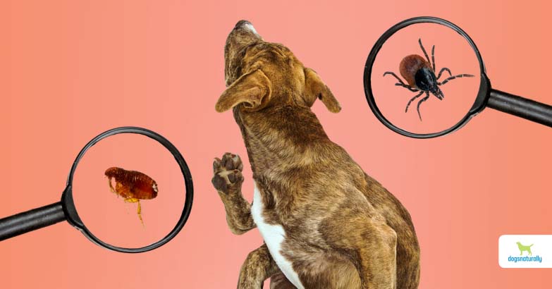 which ticks are dangerous to dogs
