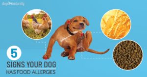 signs of allergies in dogs