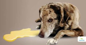 Urinary Incontinence In Dogs