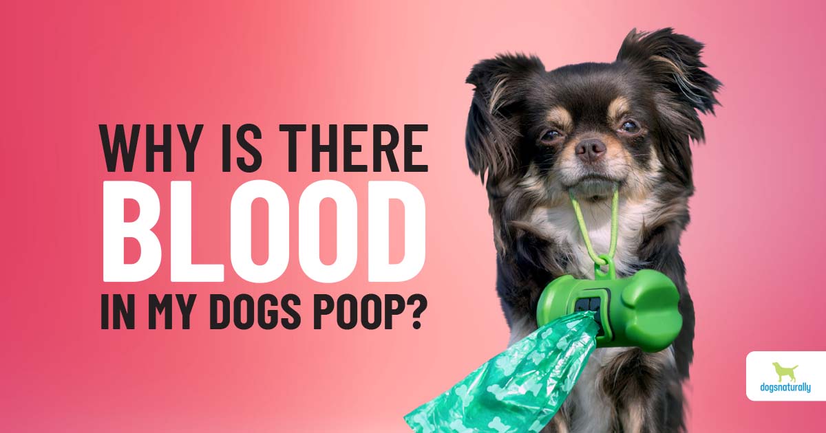 Blood In Your Dog's Stool? Here's What To Do - Dogs Naturally