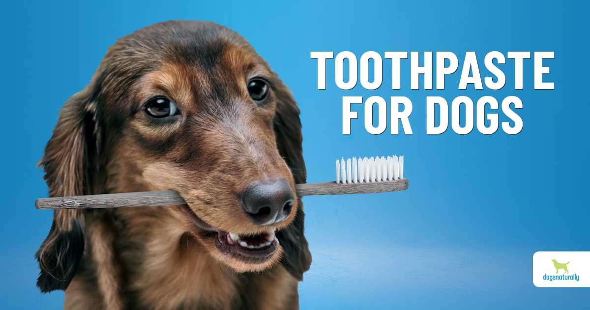 can i clean my dogs teeth with toothpaste