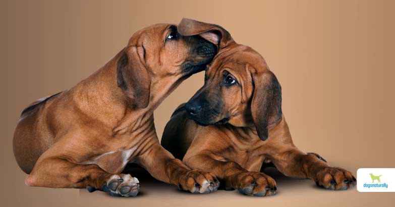 are ear infections contagious between dogs