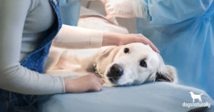 Hemangiosarcoma in dogs