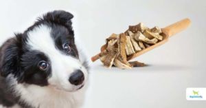 Marshmallow root for dogs