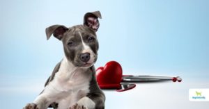 heart murmur in dogs