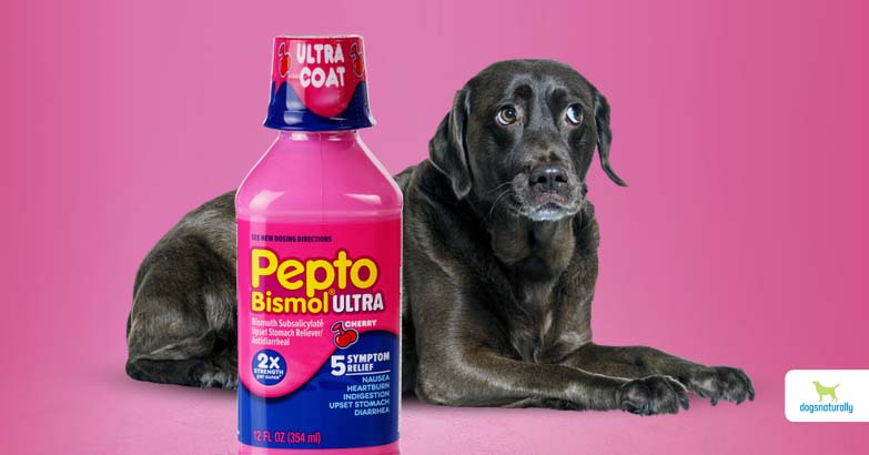 Is Pepto Bismol Safe For Dogs?