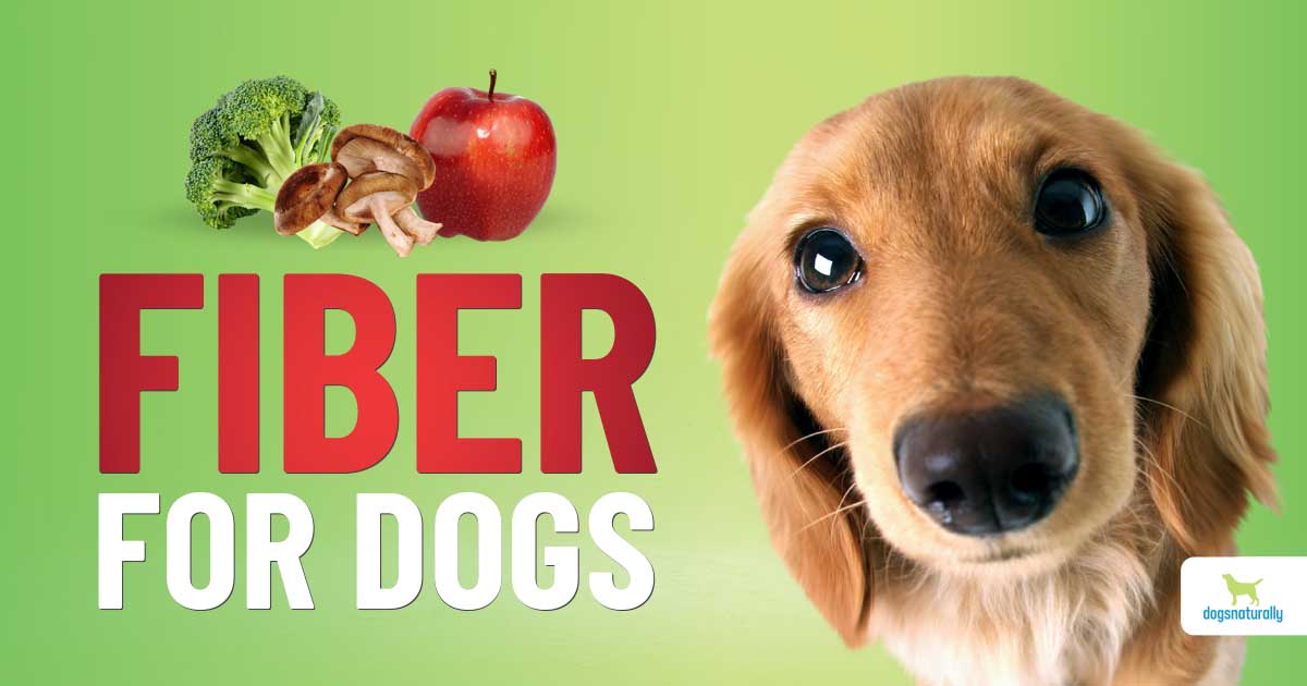 How to Add Fiber to Your Dog'S Diet  