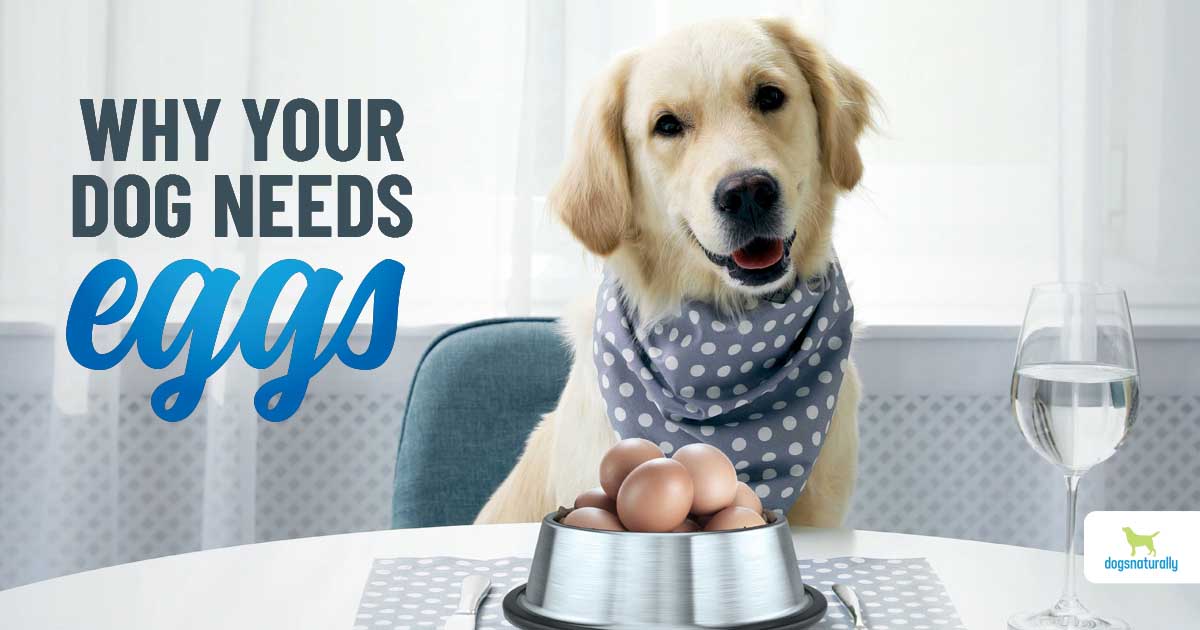 Can Dogs Eat Eggs? Get The Facts - Dogs Naturally