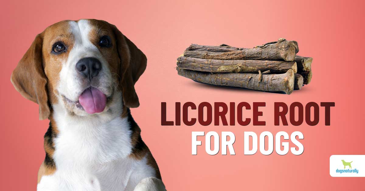 Health Benefits Of Licorice For Dogs - Dogs Naturally