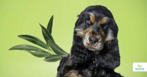 Olive leaf for dogs