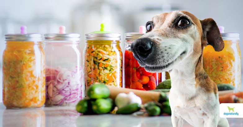 fermented foods for dogs