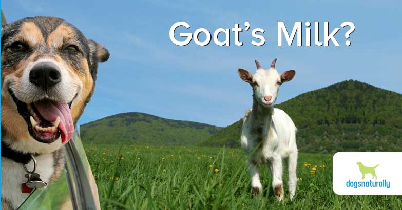 goat milk for dogs