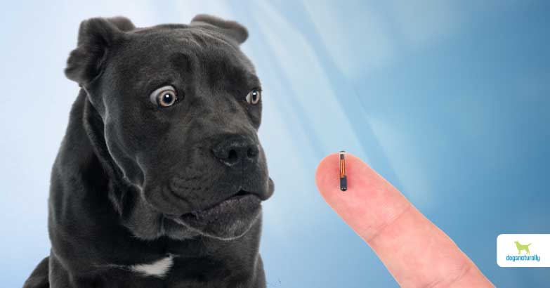 microchip dog