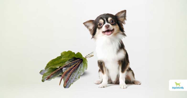 plantain for dogs