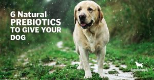 prebiotics for dogs