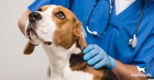 signs of cancer in dogs