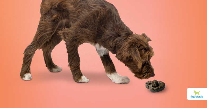 why do dogs eat poop