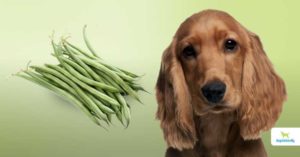 Green beans for dogs