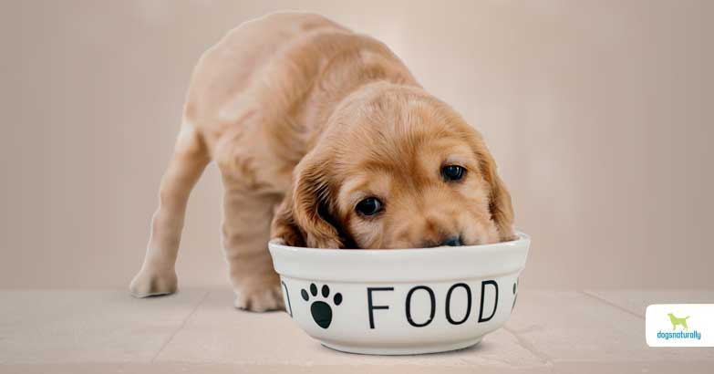 what is the easiest protein for a dog to digest