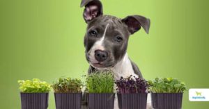 Microgreens for dogs
