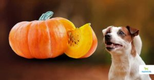 Pumpkin for dogs