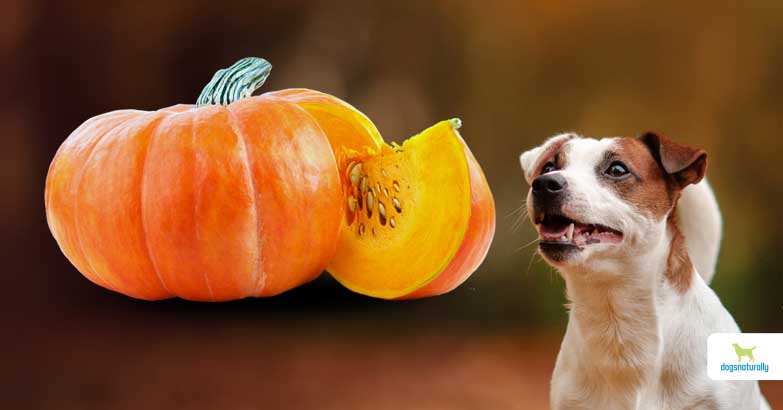 do pumpkin seeds hurt dogs