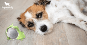 bowel obstruction in dogs
