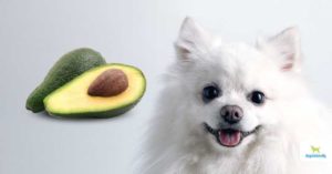 can dogs eat avocado