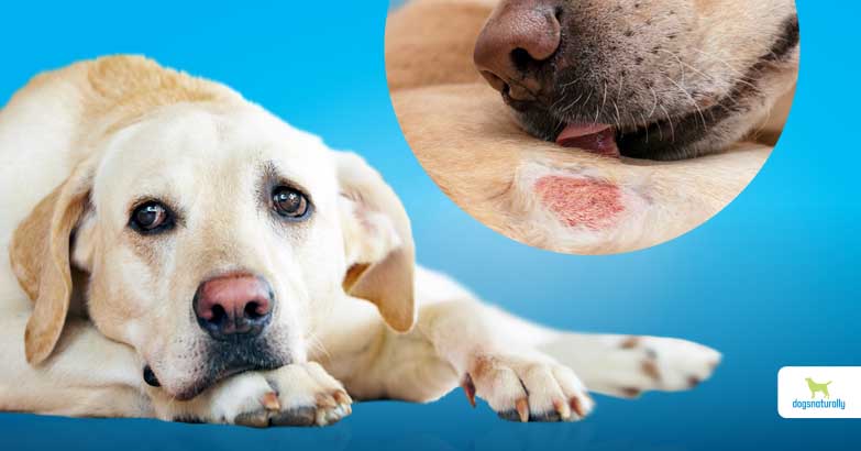 dog skin conditions
