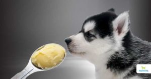 ghee for dogs