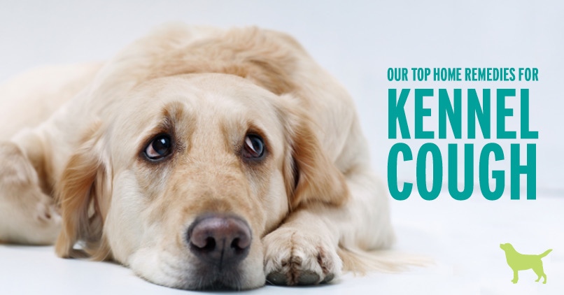 How Often Do Dogs Need Kennel Cough Vaccine?