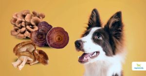 medicinal mushrooms for cancer in dogs