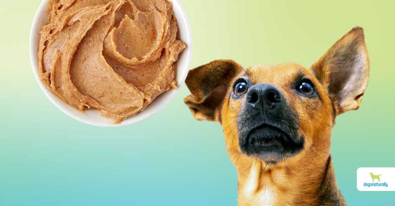 Try These Peanut Butter Alternatives For Dogs - Dogs Naturally
