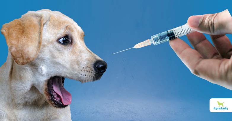 side effects of dog vaccines