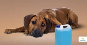 symptoms of antifreeze poisoning in dogs