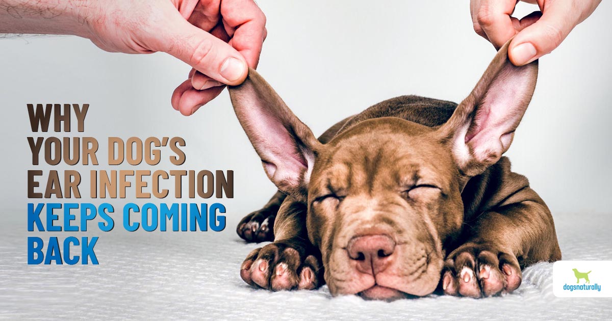 How to Treat Dog Ear Infection Without Vet