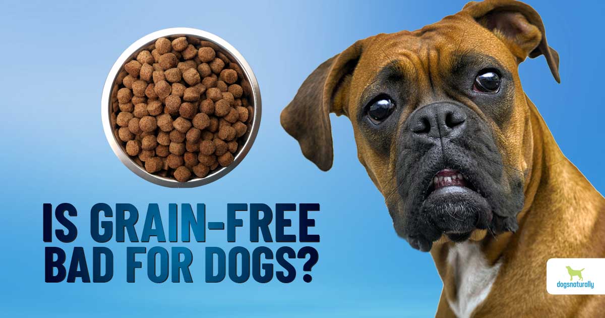Is Grain Free Better for Dogs?