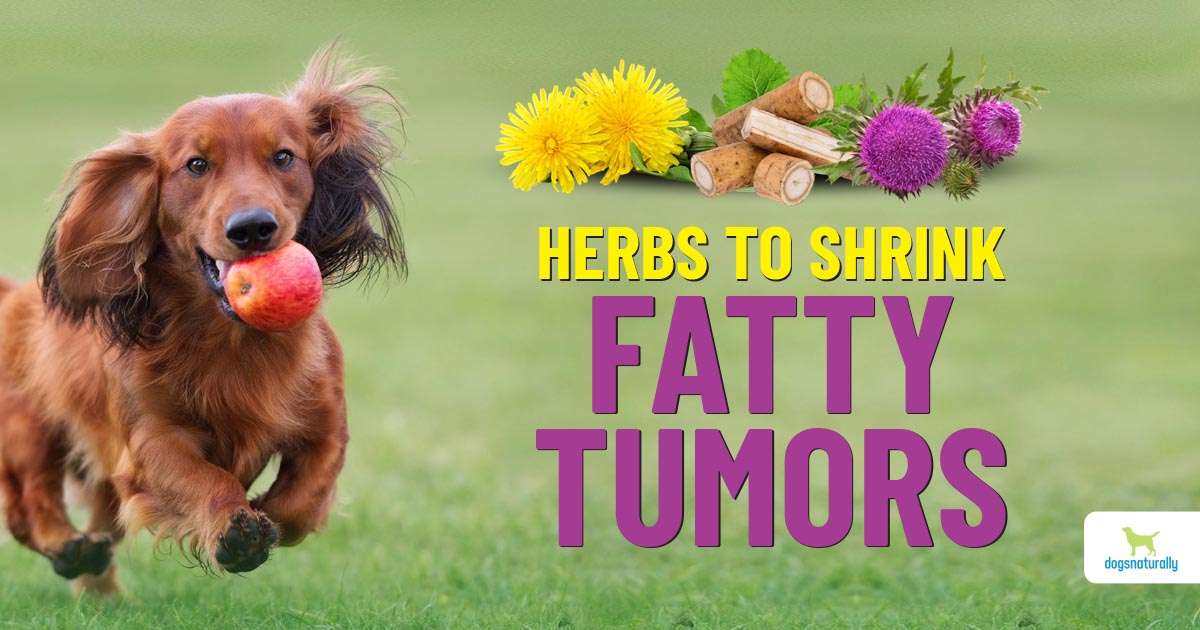 Lipomas In Dogs: 6 Herbs To Get Rid Of Fatty Tumors - Dogs Naturally