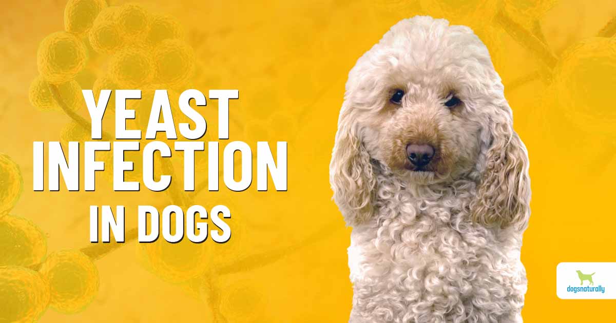 How To Manage Yeast Infection In Dogs