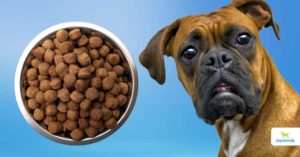 Is grain free bad for dogs