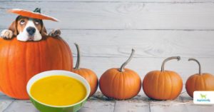 Pumpkin soup for dogs