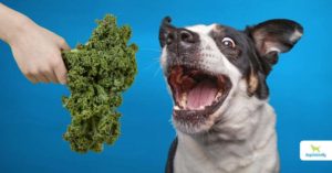 can dogs eat kale
