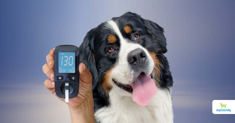 is diabetes in dogs reversible