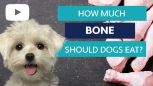 how much bone should a dog eat