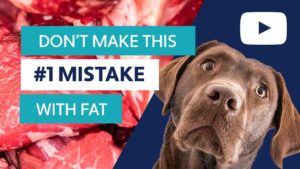 how much fat to feed your dogs