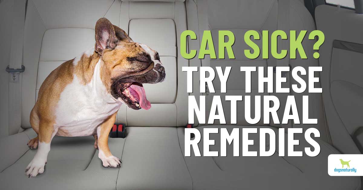 Dog Car Sickness: Natural Remedies That Work - Dogs Naturally
