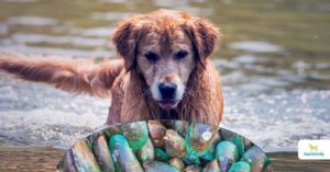 Green Lipped Mussels For Dogs