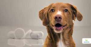 NSAIDs for dogs